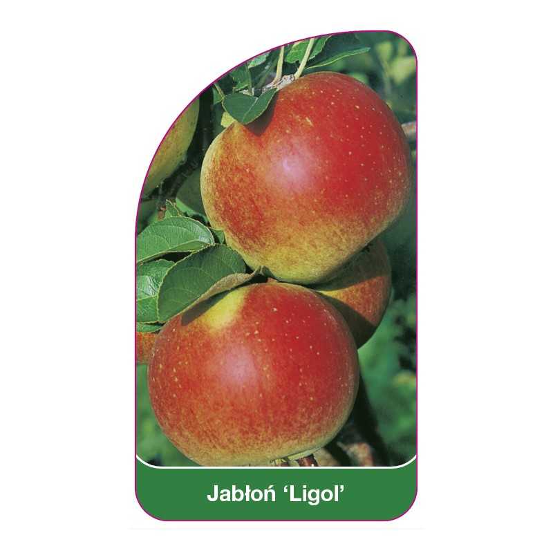jablon-ligol-1