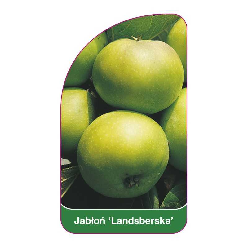 jablon-landsberska-1