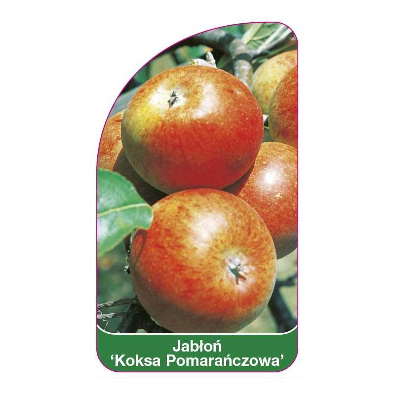 jablon-koksa-pomaranczowa-1