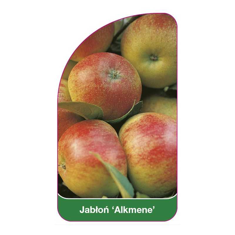 jablon-alkmene-1