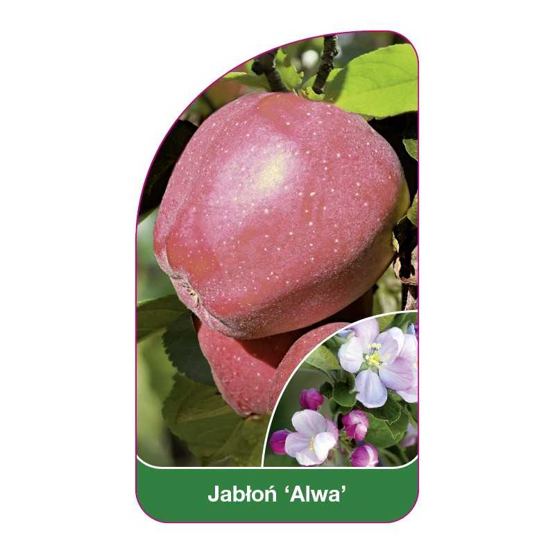 jablon-alwa-b1