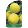 jablon-owoc-zolty1