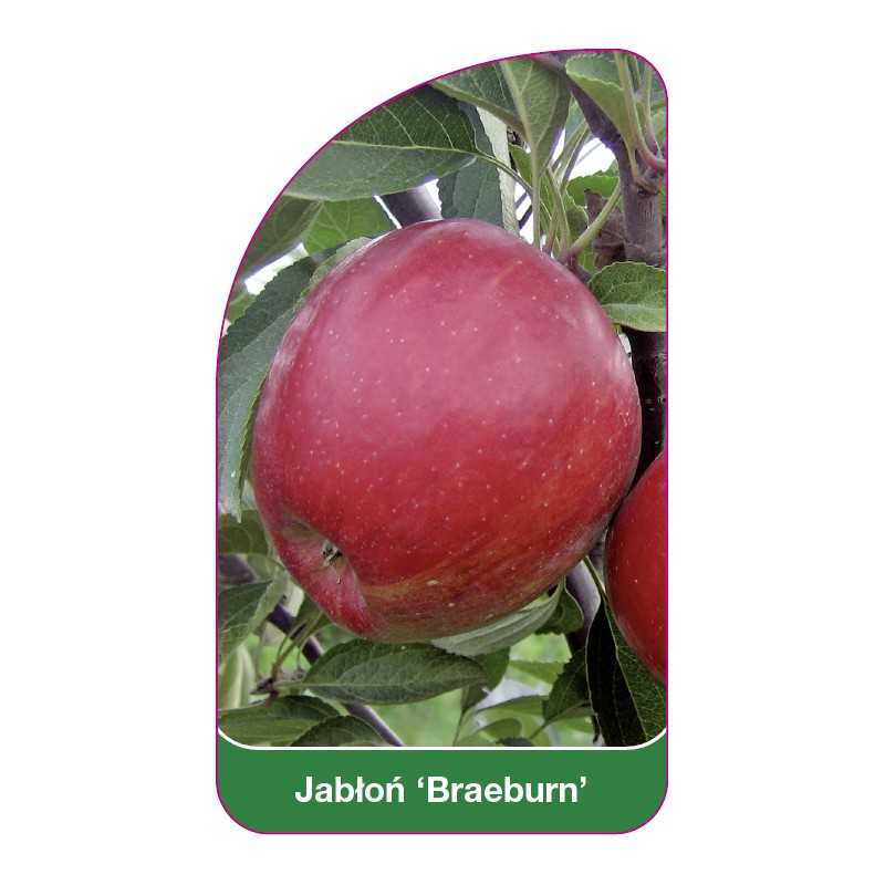 jablon-braeburn-1