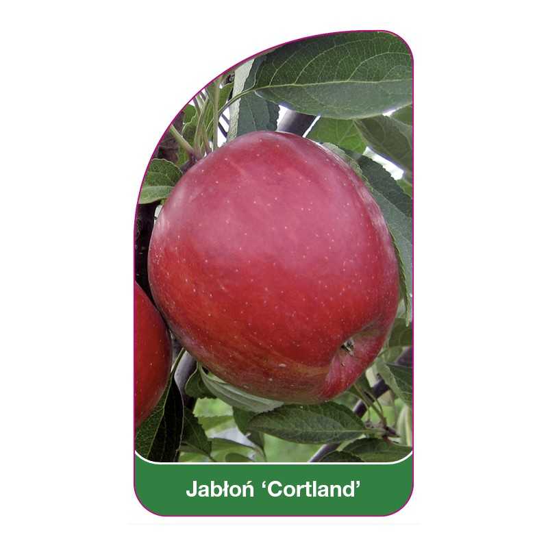 jablon-cortland-b1