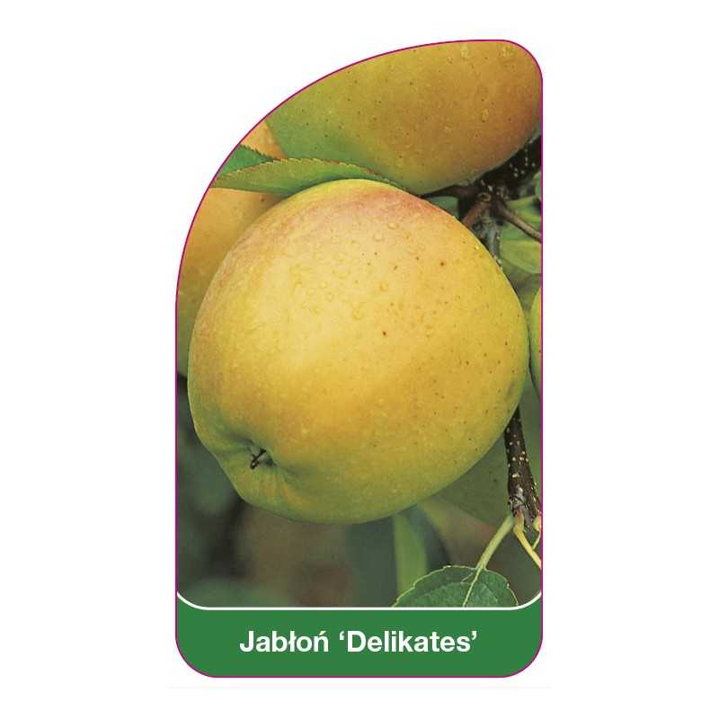 jablon-delikates-a1