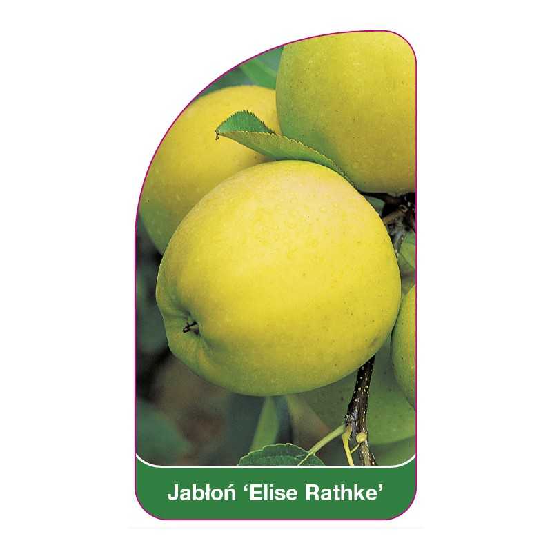 jablon-elise-rathke-1