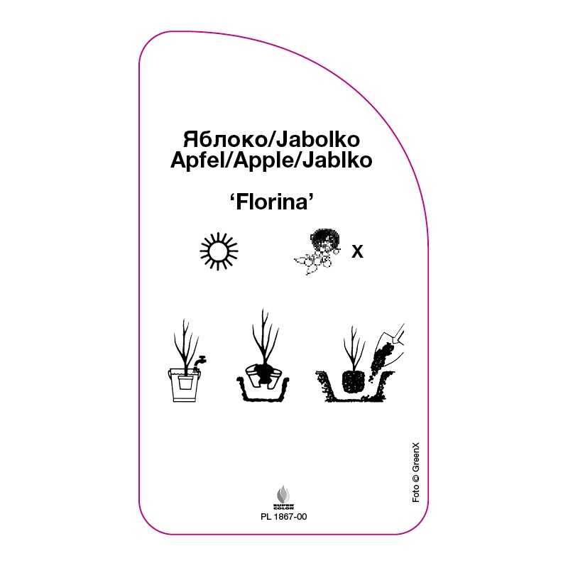 jablon-florina-0