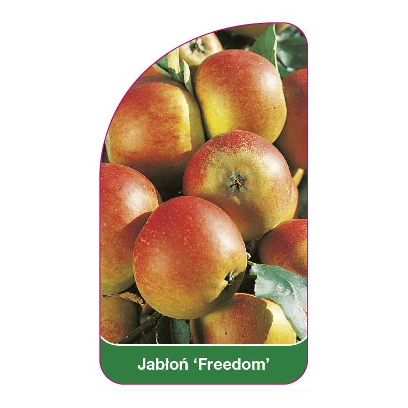 jablon-freedom-1