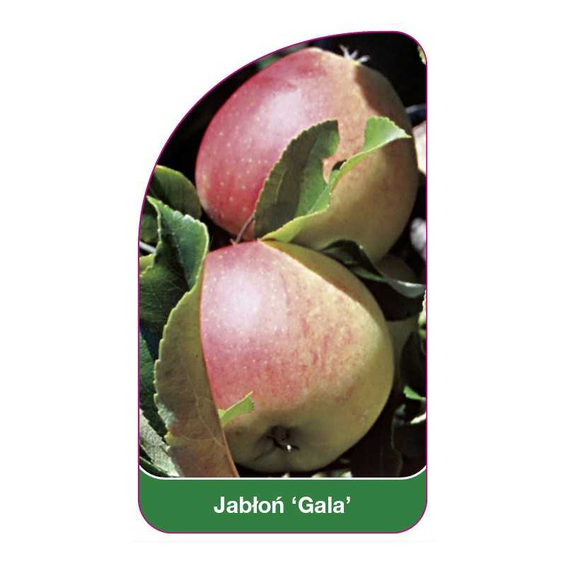 jablon-gala-1