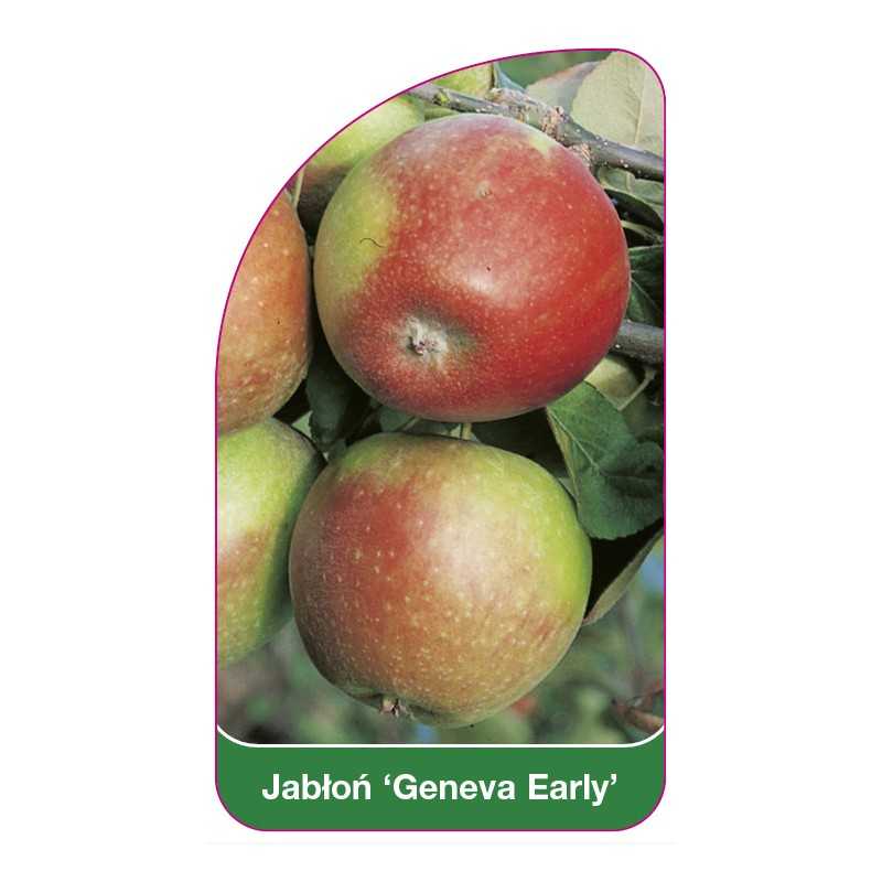 jablon-geneva-early-1