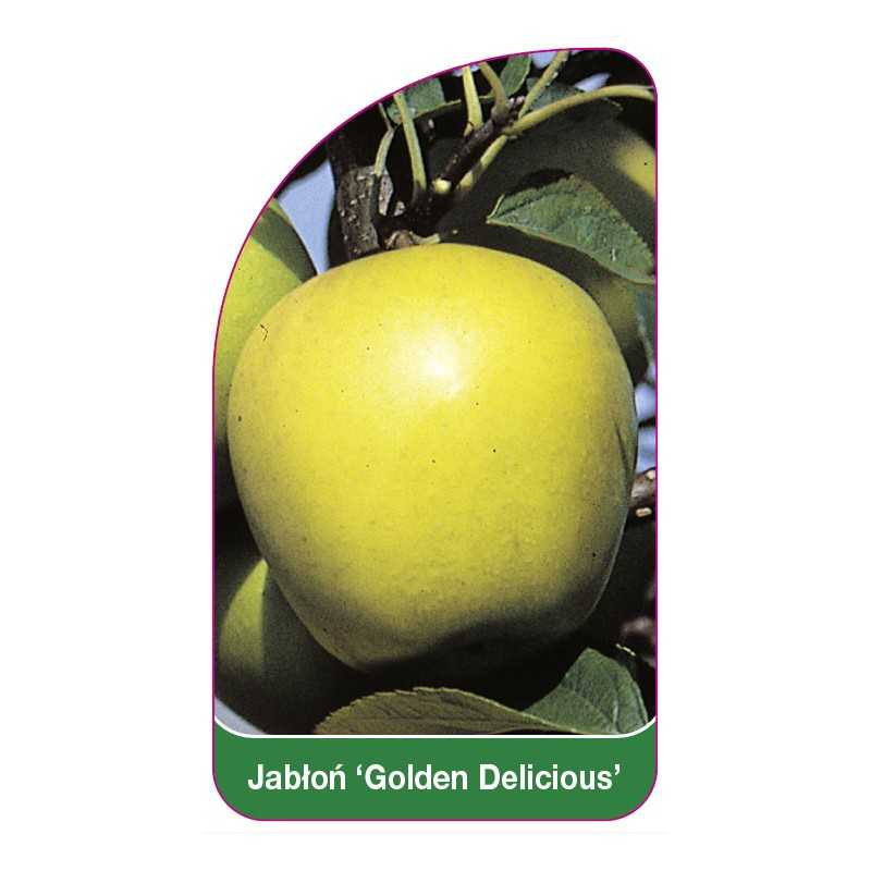 jablon-golden-delicious-1
