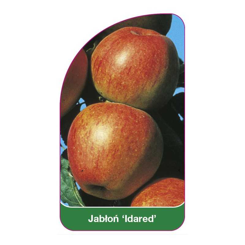 jablon-idared-1