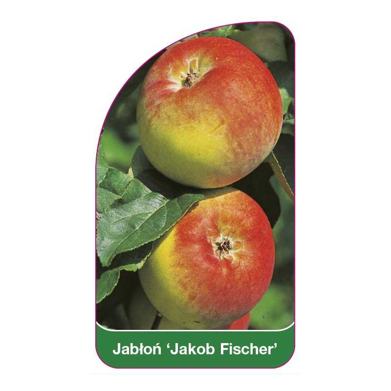 jablon-jacob-fischer-1