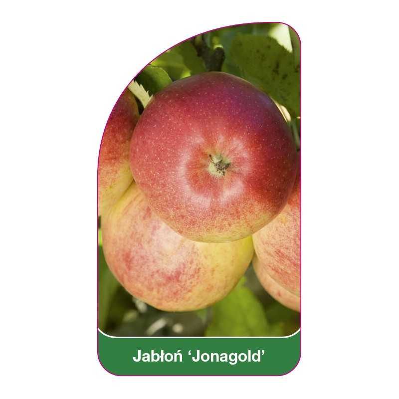 jablon-jonagold-b1