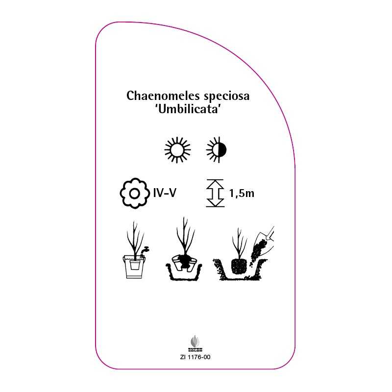 chaenomeles-speciosa-umbilicata-0