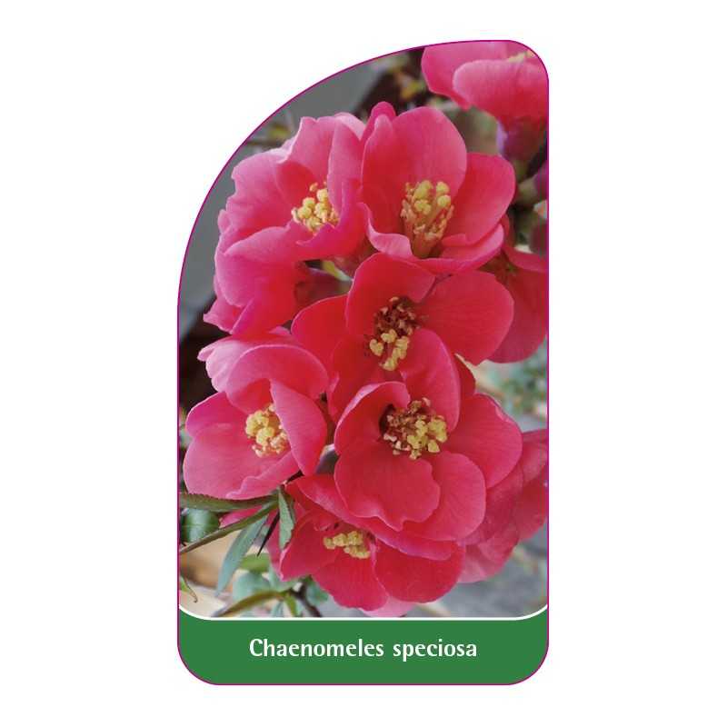 chaenomeles-speciosa1