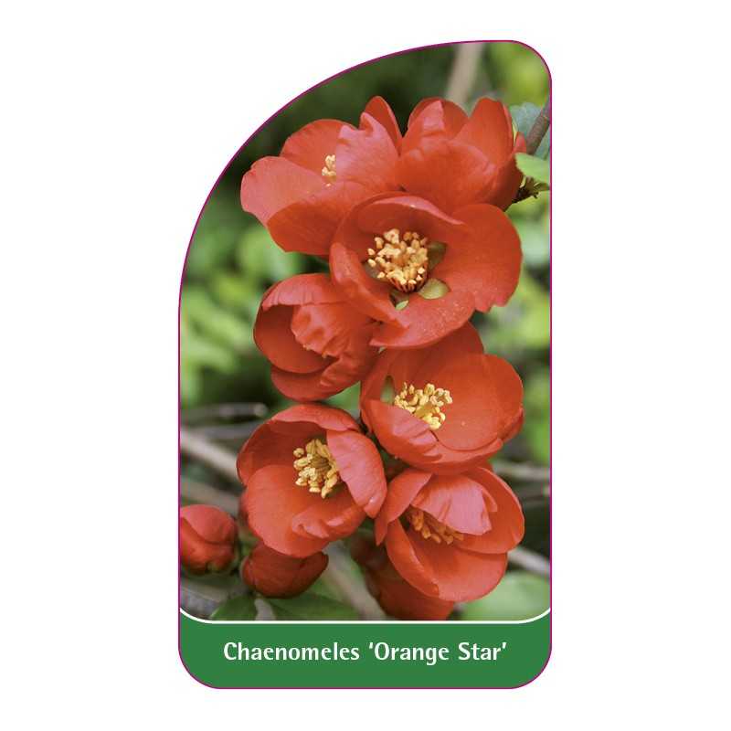 chaenomeles-orange-star-1
