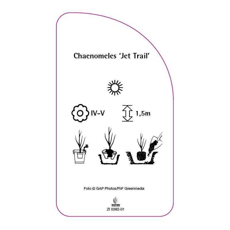 chaenomeles-jet-trail-0