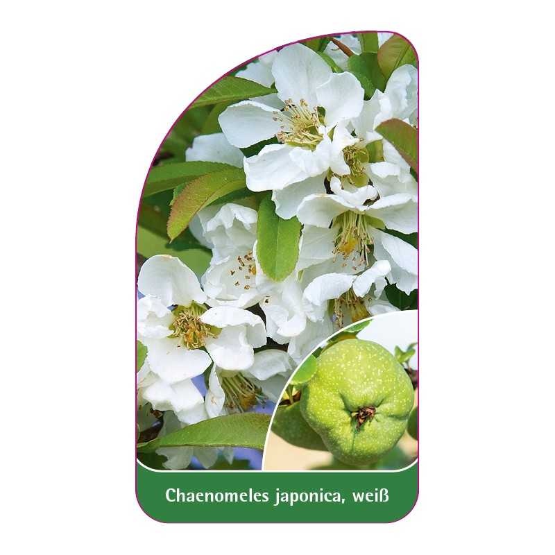 chaenomeles-japonica-weiss1