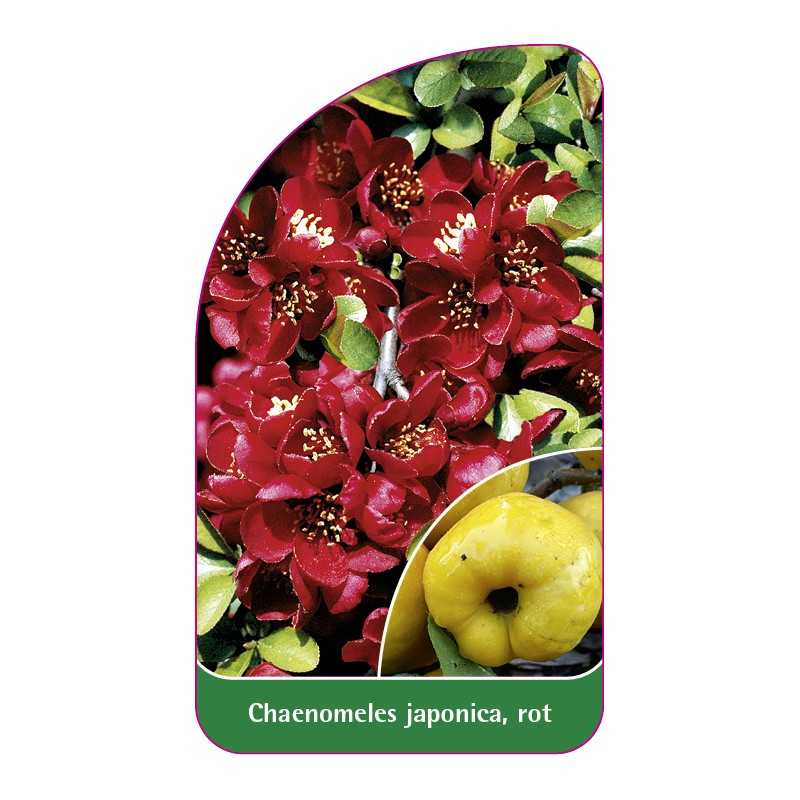 chaenomeles-japonica-rot-b1