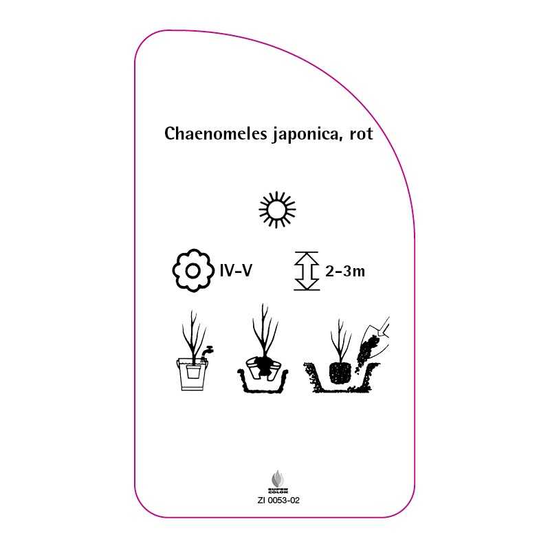 chaenomeles-japonica-rot-b0