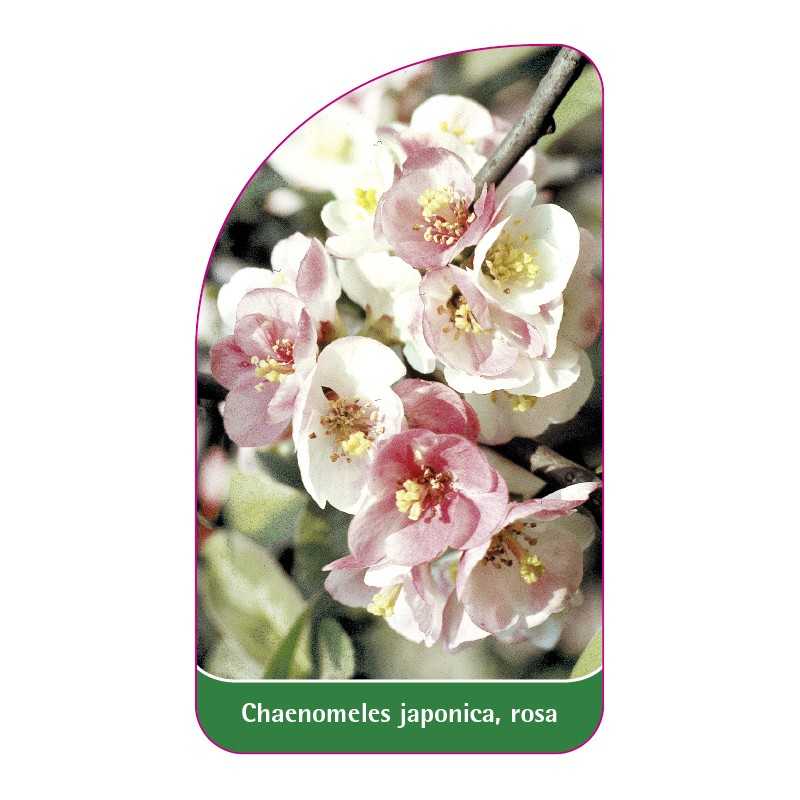 chaenomeles-japonica-rosa1