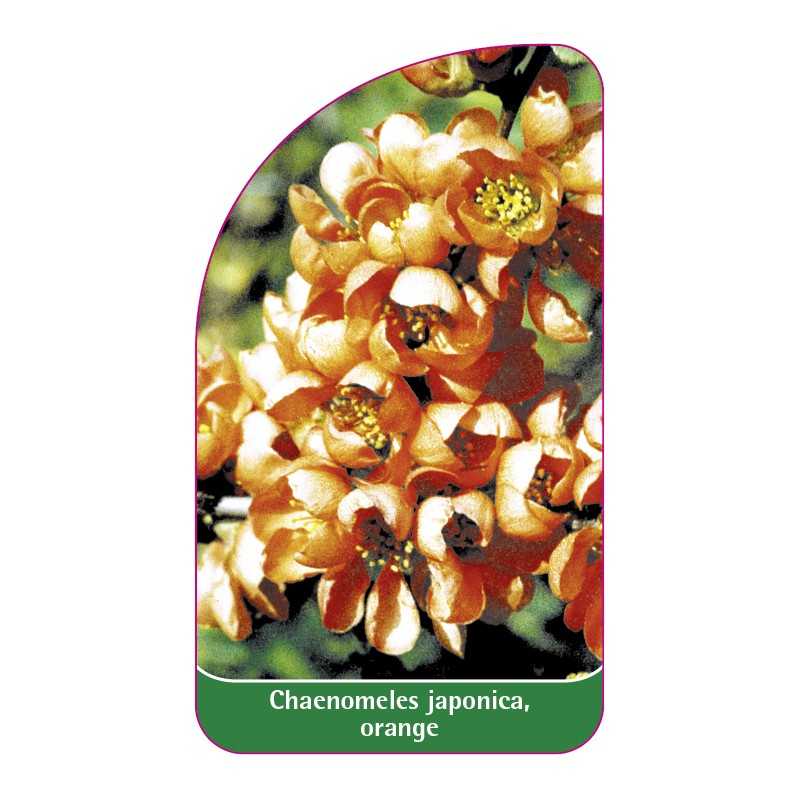 chaenomeles-japonica-orange-a1