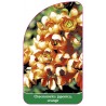 chaenomeles-japonica-orange-a1