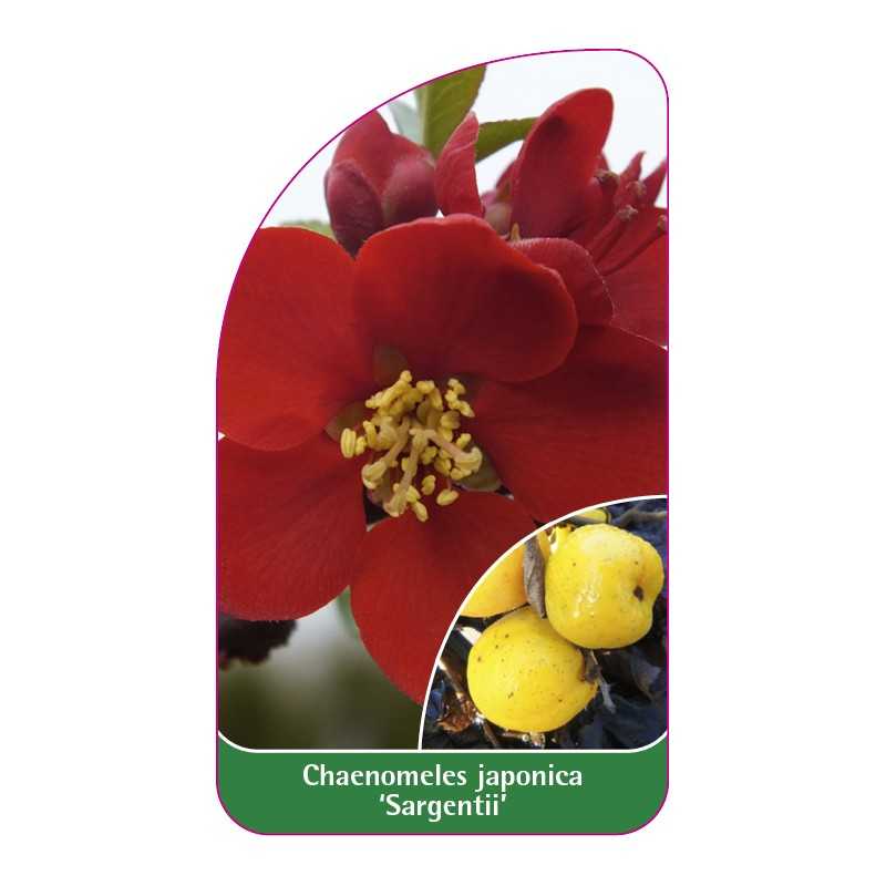 chaenomeles-japonica-sargentii-c1