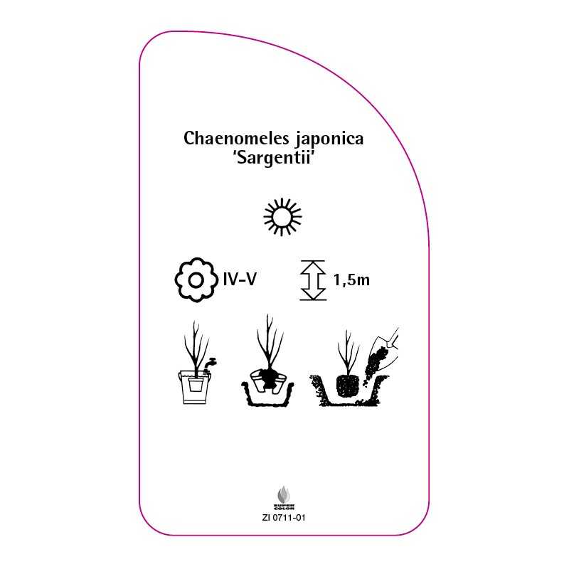 chaenomeles-japonica-sargentii-c0