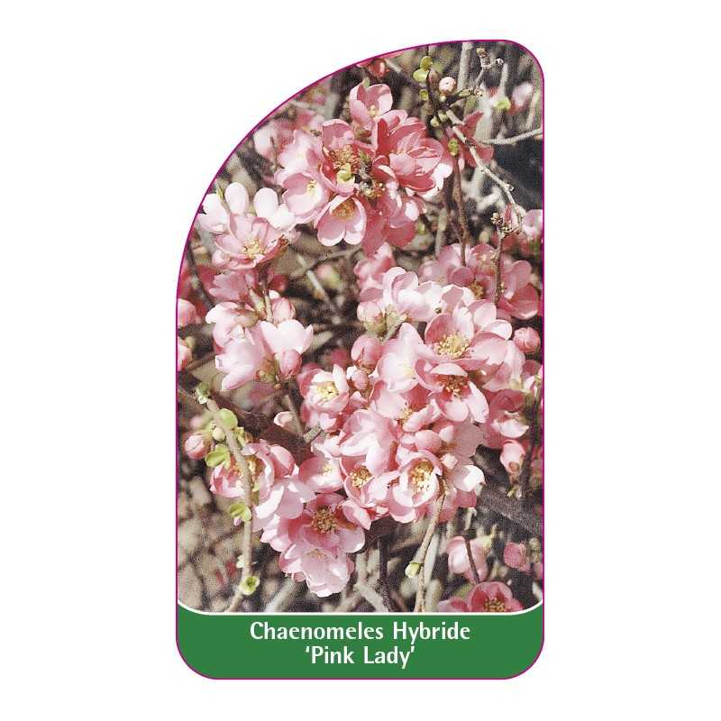 chaenomeles-hybride-pink-lady-1