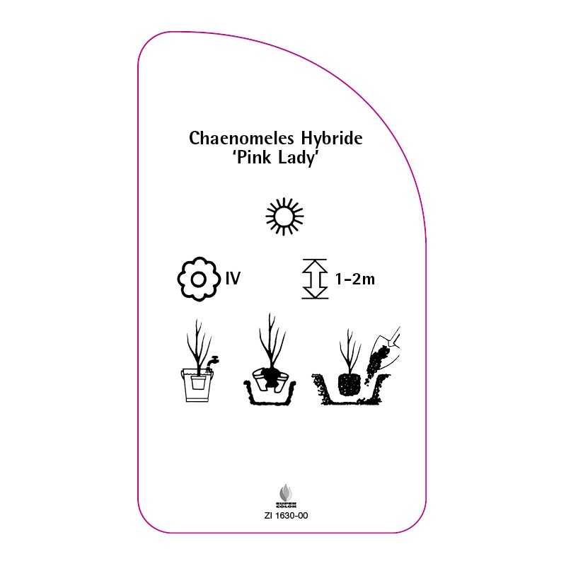 chaenomeles-hybride-pink-lady-0