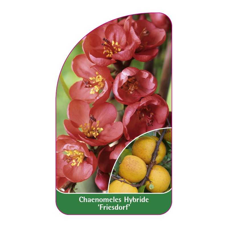 chaenomeles-hybride-friesdorf-1
