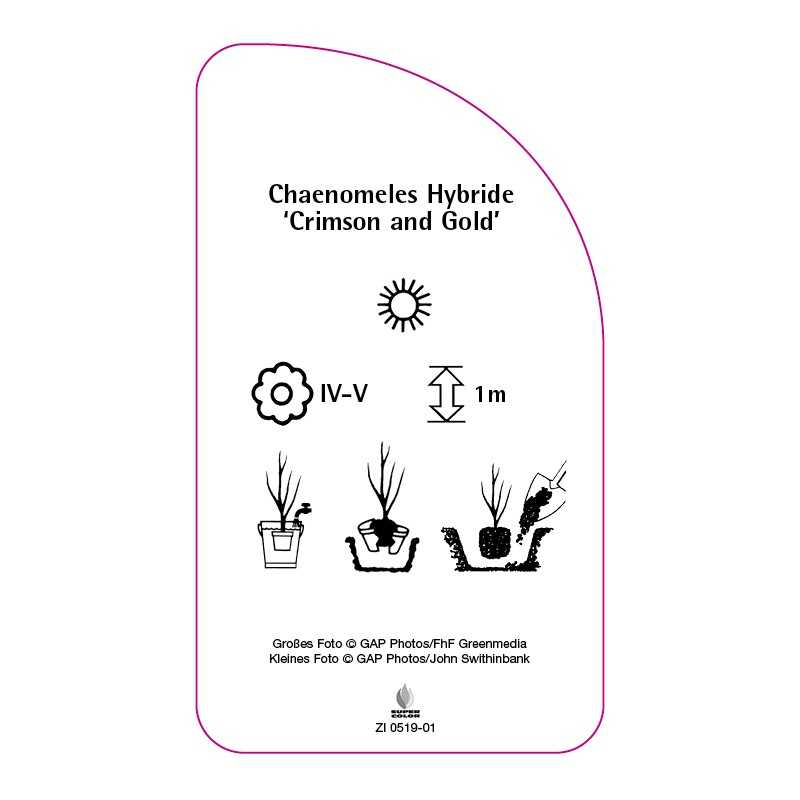 chaenomeles-hybride-crimson-and-gold-0