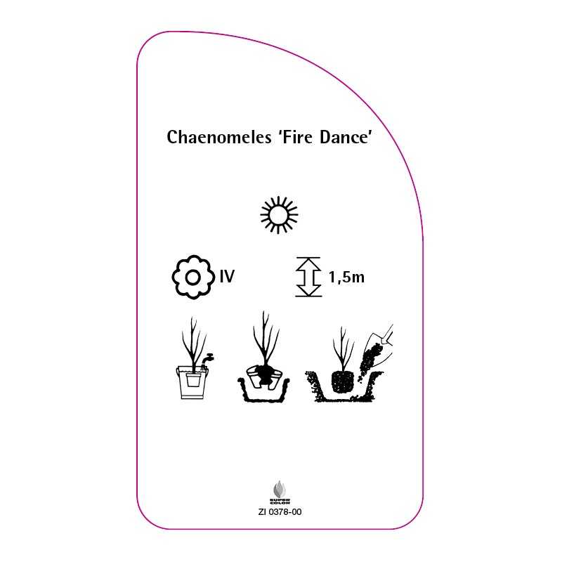 chaenomeles-fire-dance-a0