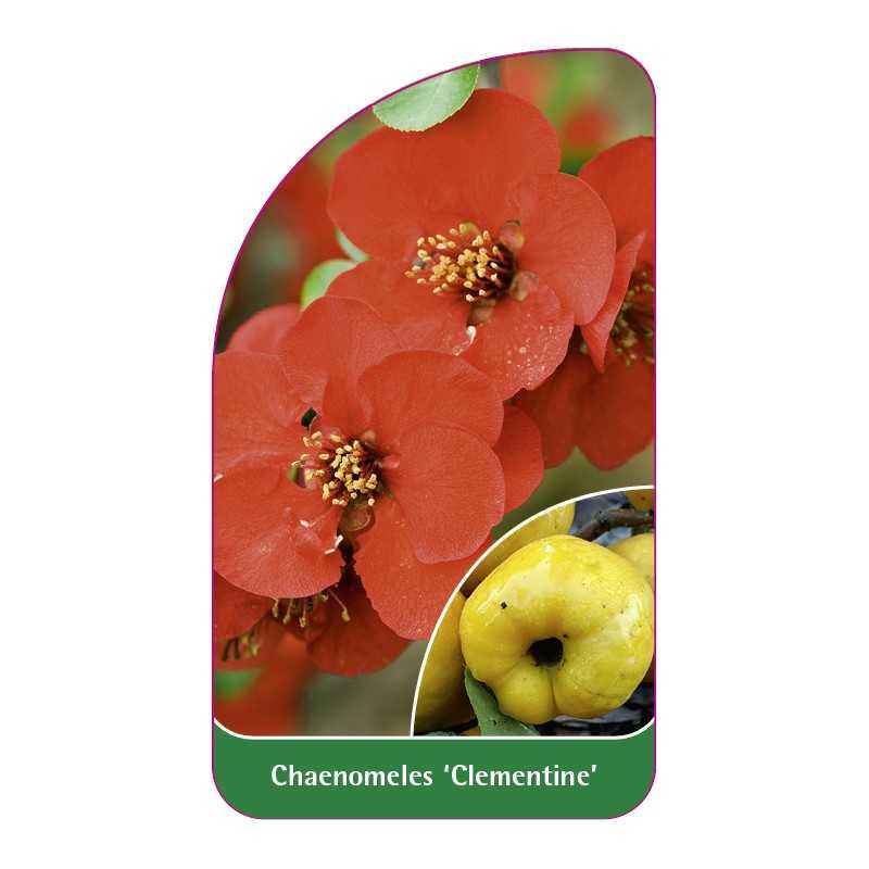 chaenomeles-clementine-b1