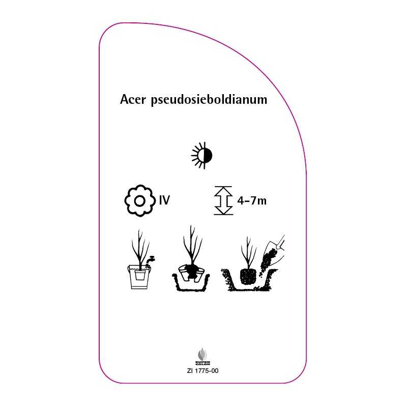 acer-pseudosieboldianum0