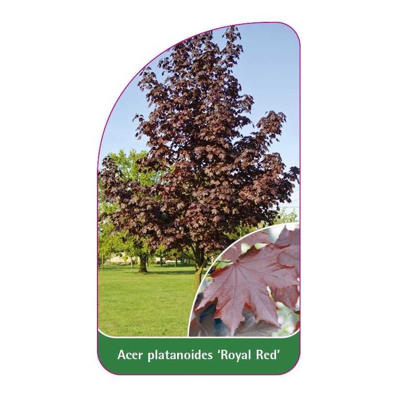 acer-platanoides-royal-red-1