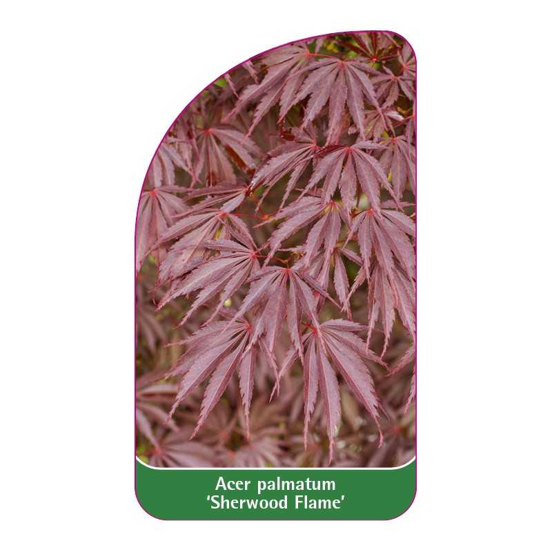 acer-palmatum-sherwood-flame-1