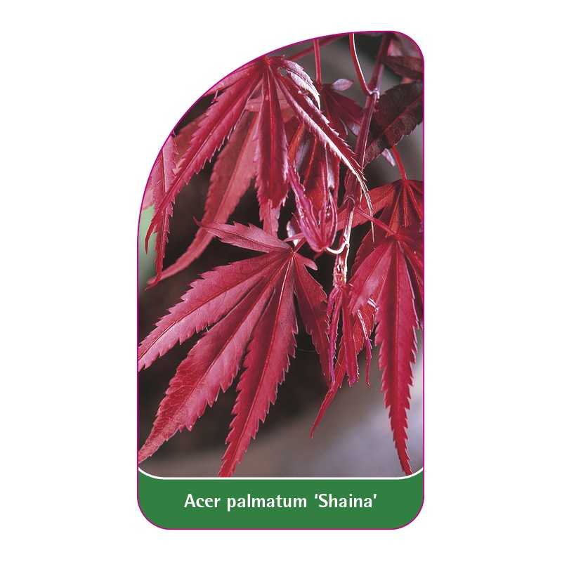 acer-palmatum-shaina-1