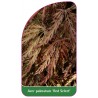 acer-palmatum-red-select-1