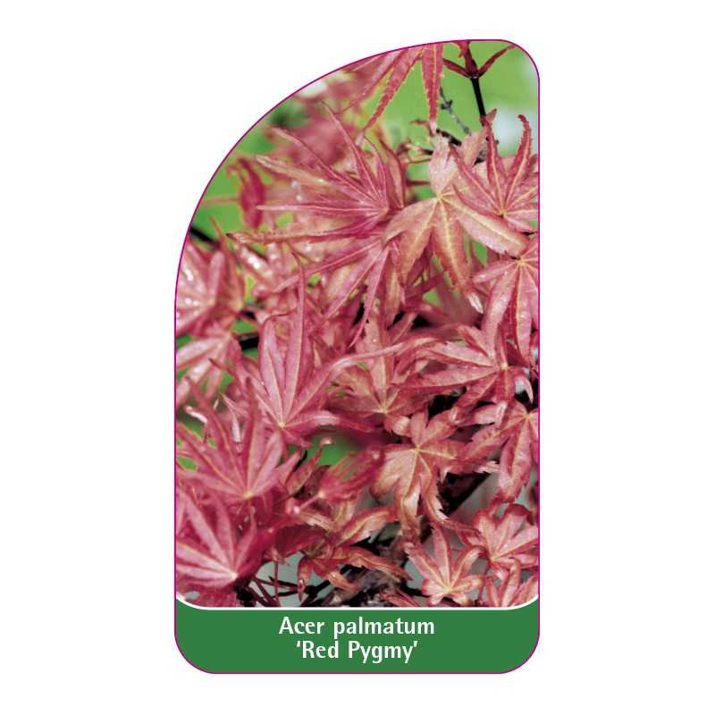 acer-palmatum-red-pygmy-1