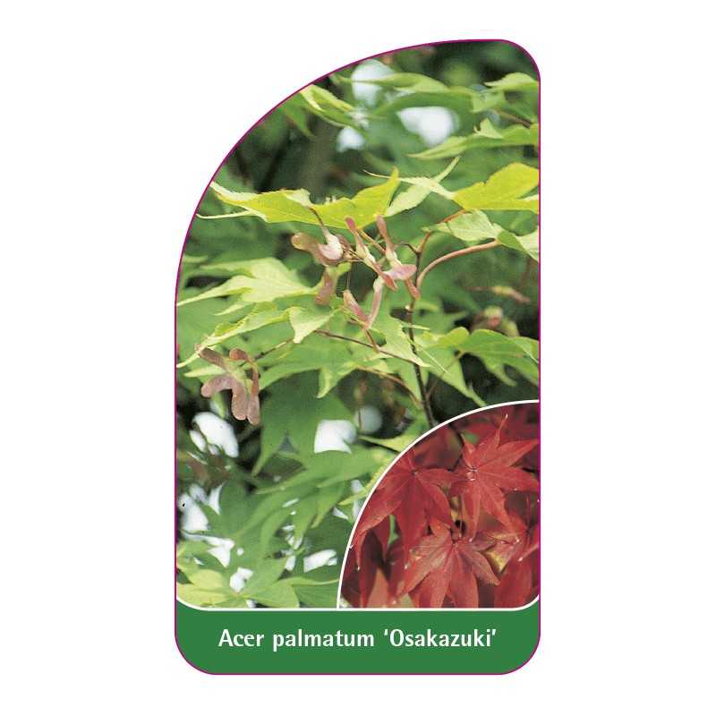 acer-palmatum-osakazuki-1