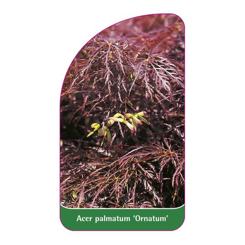 acer-palmatum-ornatum-1