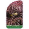 acer-palmatum-ornatum-1