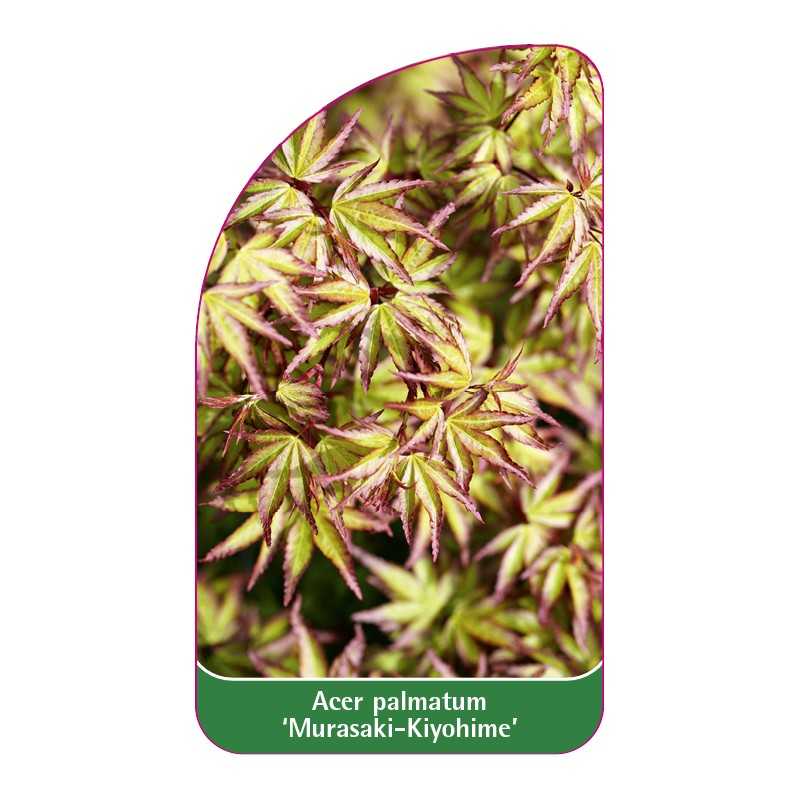 acer-palmatum-murasaki-kiyohime-1