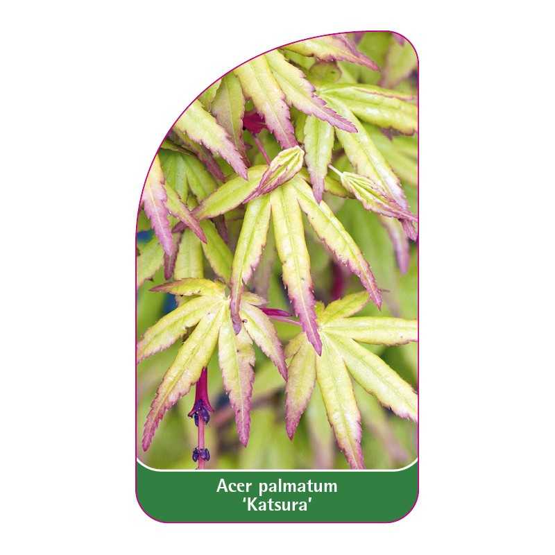 acer-palmatum-katsura-1