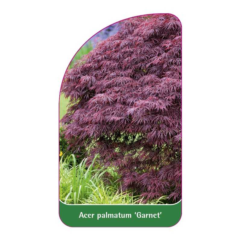 acer-palmatum-garnet-1