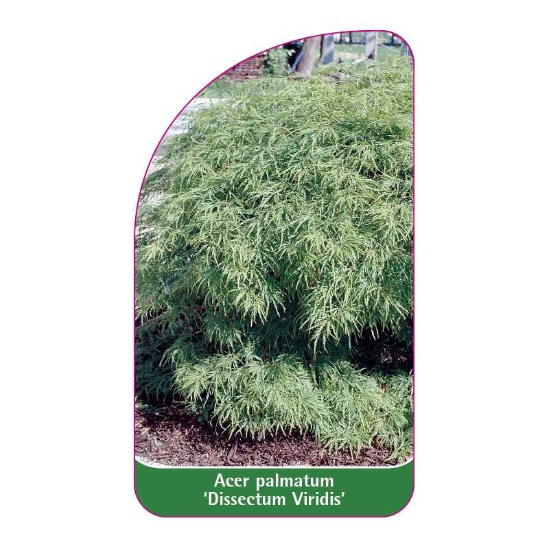 acer-palmatum-dissectum-viridis-1