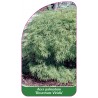 acer-palmatum-dissectum-viridis-1